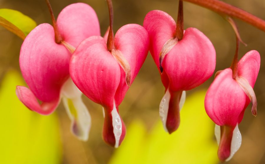 薩斯喀徹溫大學(xué)圖片