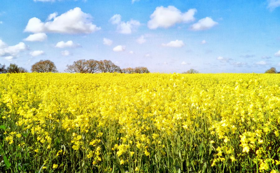 日本伊勢丹百貨（Isetan）圖片