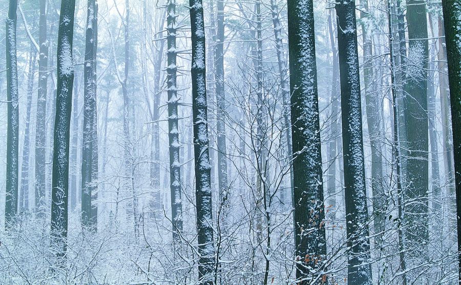 弗拉基米爾國立師范大學圖片