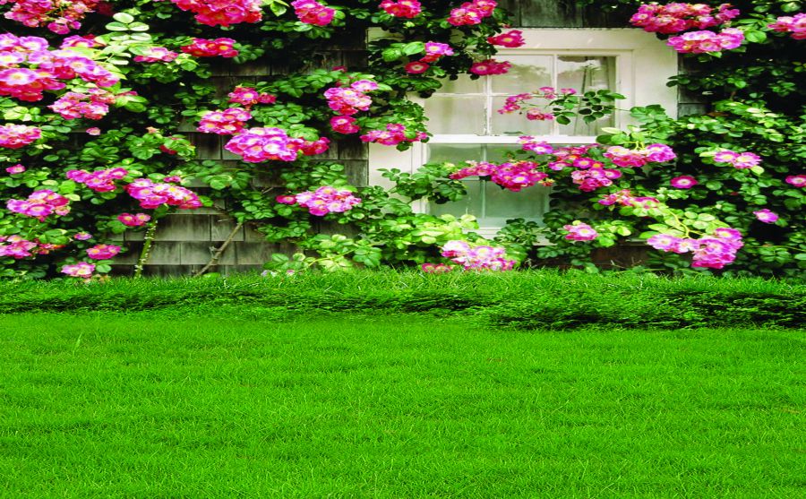 匈牙利中歐大學(xué)圖片