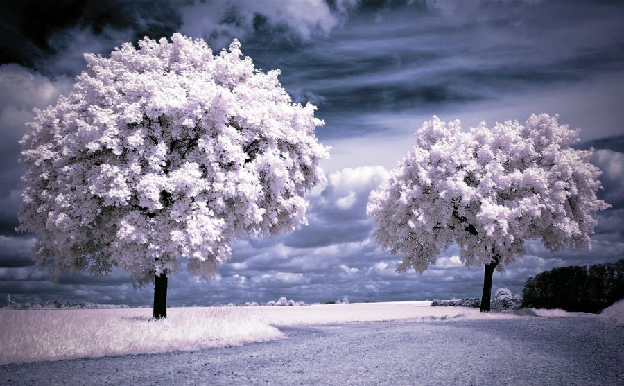 吉布森吉他圖片