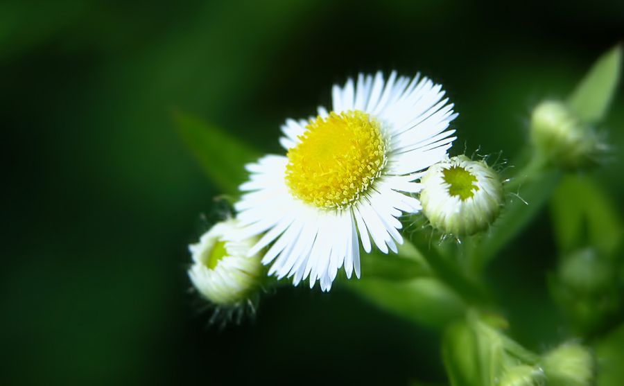 圖盧茲足球俱樂部圖片