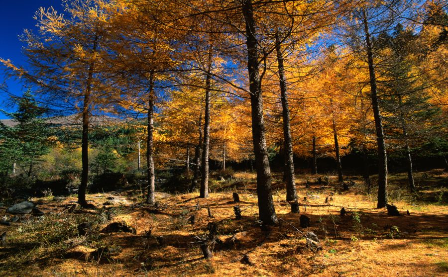 荷蘭BCD集團圖片