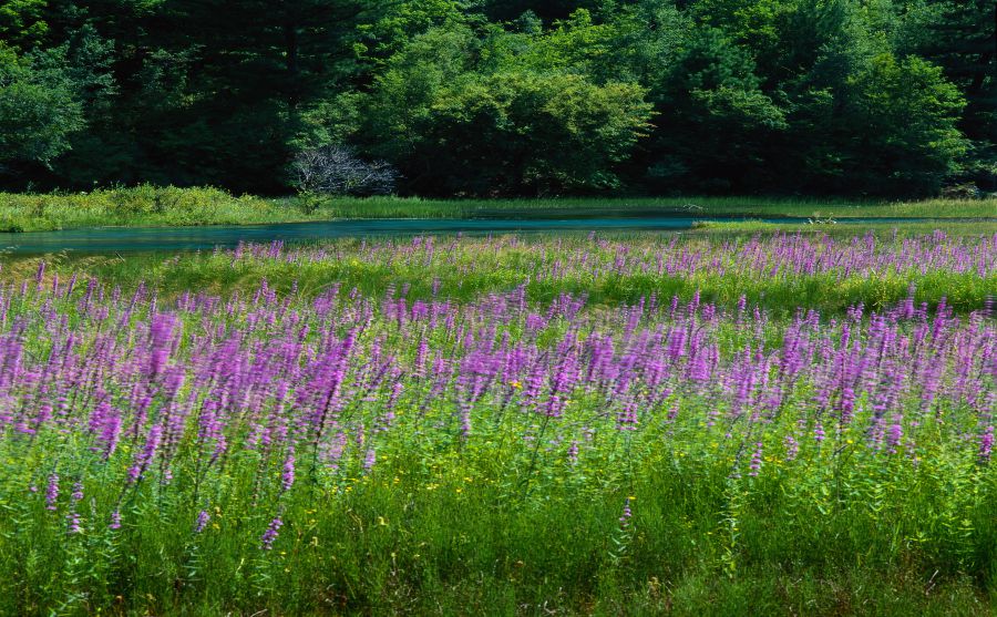 加州大學(xué)洛杉磯分校圖片