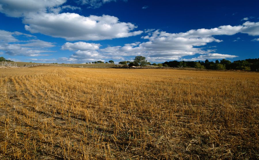 White House Black Market圖片