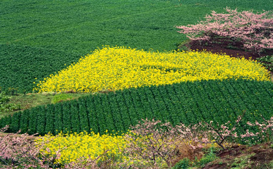 飛人喬丹（Air Jordan）圖片