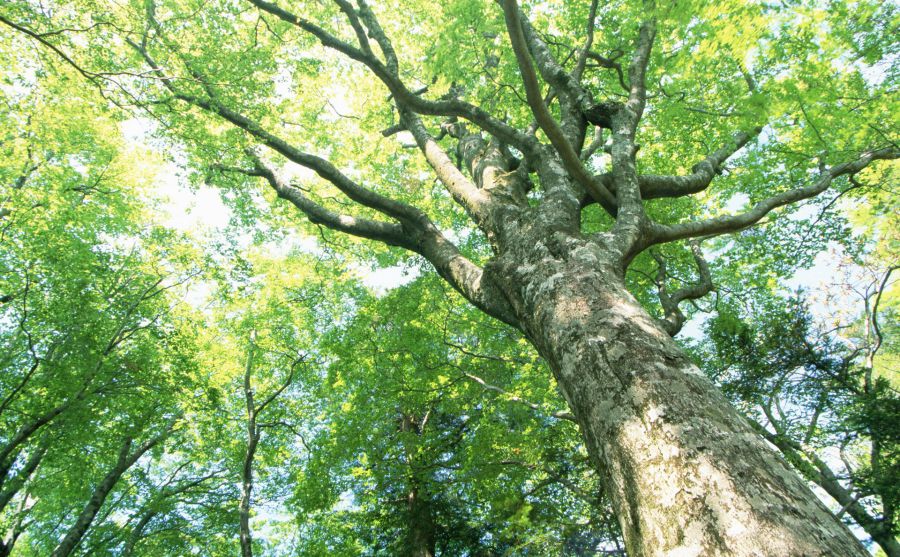 Arista網(wǎng)絡(luò)公司_Arista Networks圖片