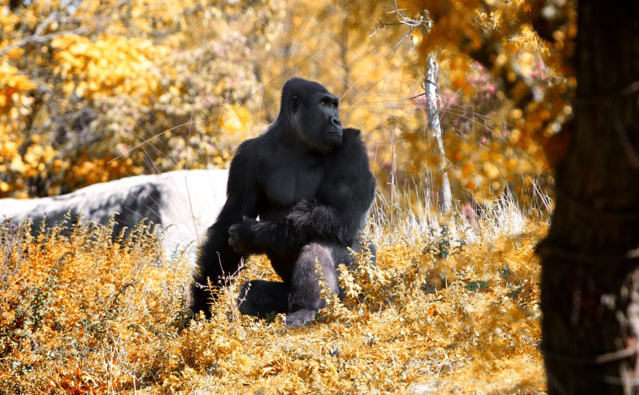 中國駐圣彼得堡總領事館圖片