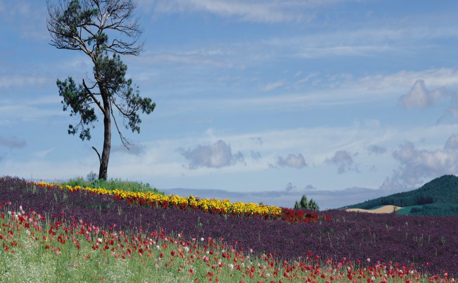 美國(guó)路易斯安那州立大學(xué)圖片