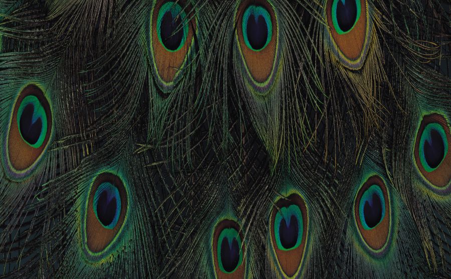 愛(ài)爾蘭政府圖片