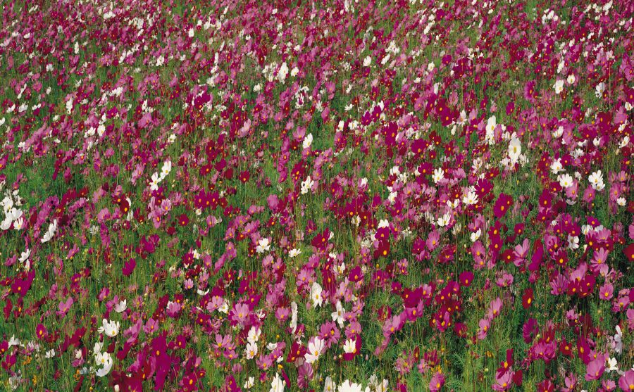 米納斯吉拉斯聯(lián)邦大學(xué)圖片