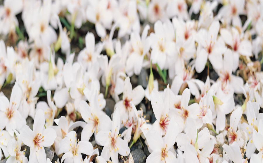 牛津大學(xué)赫特福德學(xué)院圖片