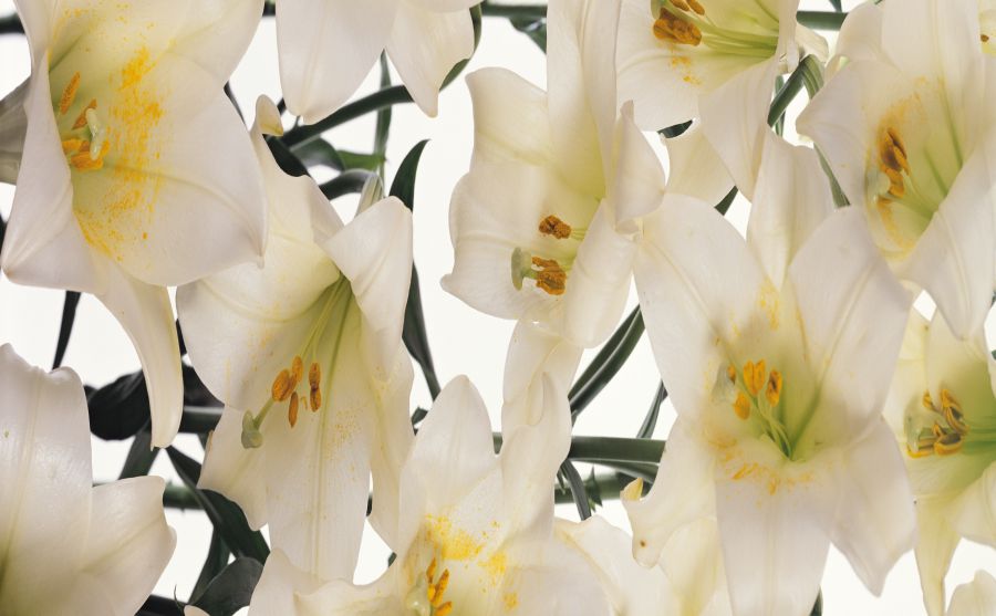 倫敦交響樂團(tuán)圖片