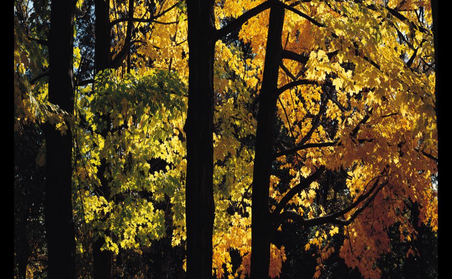 美國緬因大學圖片