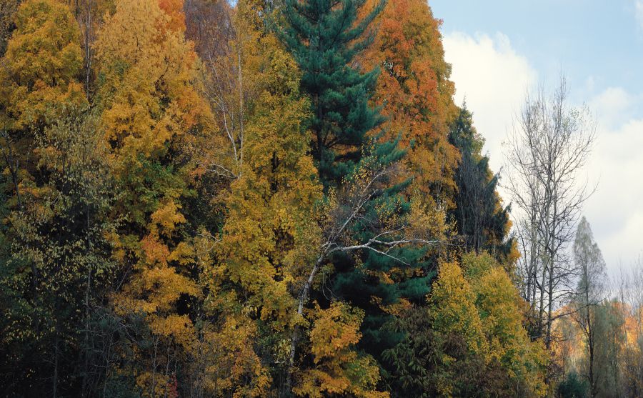 布魯日足球俱樂部圖片